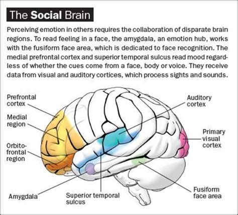 Social Brain And Role Of Play In Its Development Hubpages