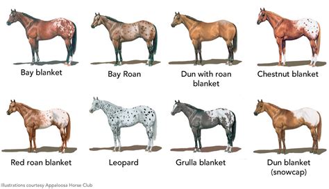 A Field Guide To Appaloosa Coat Patterns The First Worldwide Appy