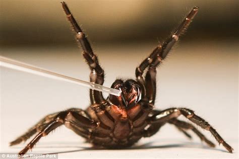 Australian Reptile Park Calls For Donations Of Deadly Funnel Web