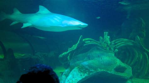 Sea Life Sydney Aquarium In Sydney New South Wales Expedia