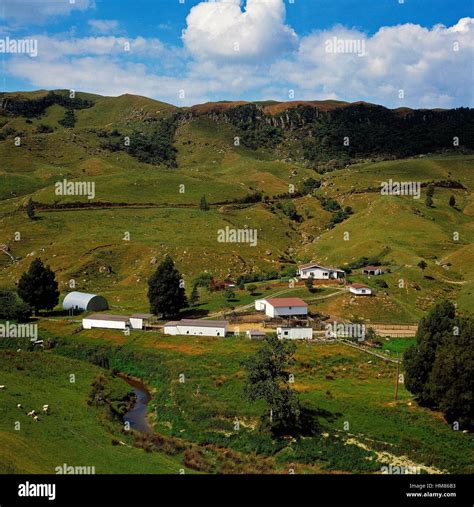 A Farm Between The Green Hills New Zealand Stock Photo Alamy