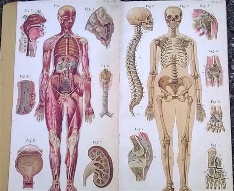 Picture of human anatomy with organs new organ classified in the human body medical news kenhub youtube. Old Medical Anatomy Book Color Plates Baillieres Atlas ...