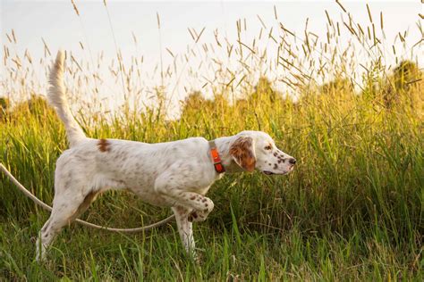 Hunting Dog Profile The Regal Elegant English Setter Gearjunkie