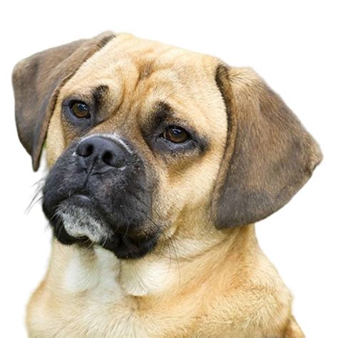 Puggle Puppies For Sale • Adopt Your Puppy Today • Infinity Pups