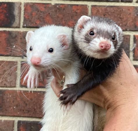 Gidget And Frankie Female Ferret In Vic Petrescue