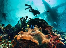 Image result for best dive sites in florida</li><li style=