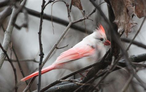 Ohio Birds And Biodiversity And Now A Whitepink Cardinal