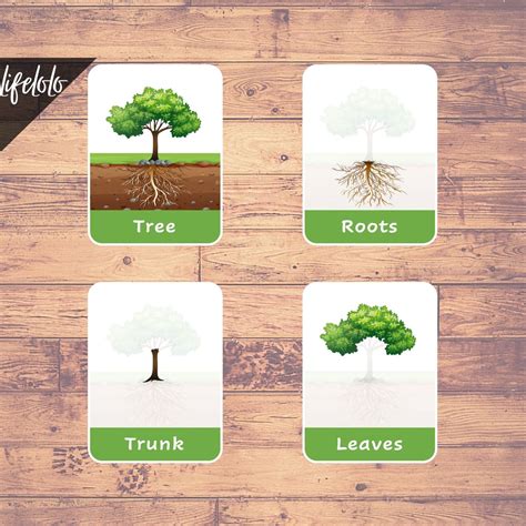 Parts Of A Tree 6 Flash Cards Montessori Materials Educational
