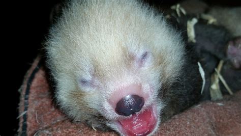Oklahoma City Zoo Welcomes Red Panda Cub