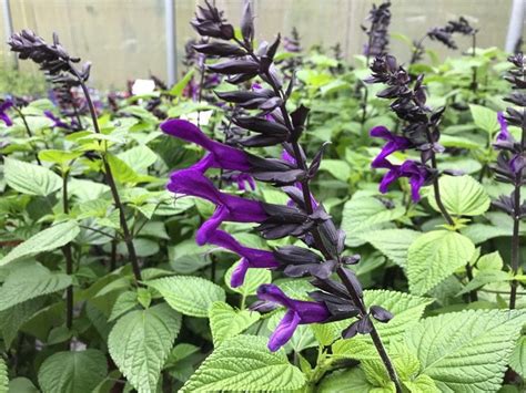 Salvia Rockin Deep Purple Proven Winner Salvia Live Plant Etsy