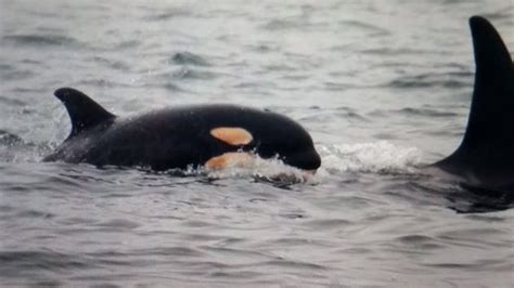Killer Whale Baby Boom 4th Calf Spotted Near Tofino British Columbia