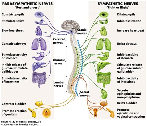 Nerves Human Brain Cns And Pns Kaiserscience