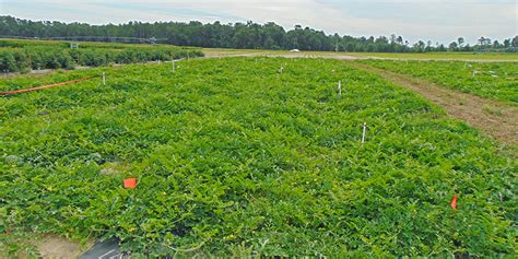 Uf Ifas Extension Suwannee Valley Watermelon Crop Update Panhandle
