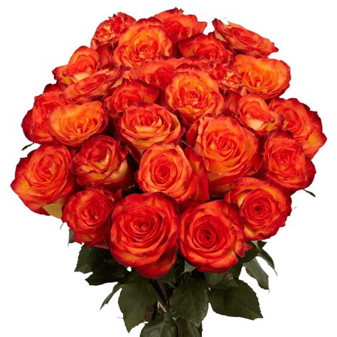Globalrose 50 Fresh Cut Yellow Red Roses High And Magic