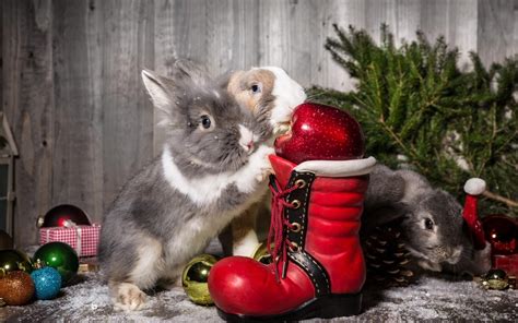 Merry Christmas Bunny Pictures Cute Baby Animals Rabbit Wallpaper