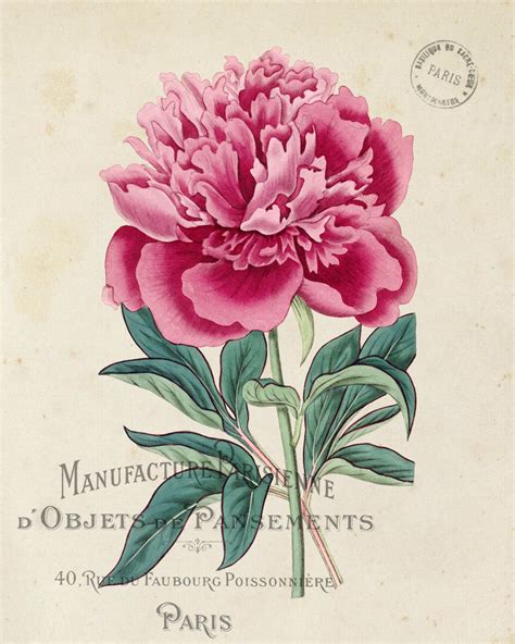 Vintage French Peony No1 Botanical Print Bellebotanica