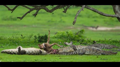 Crocodile Vs Spotted Deer At Yala National Park Youtube