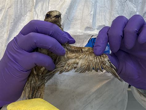 Imagery Release Responders From The Oiled Wildlife Care Network Show How Birds Are