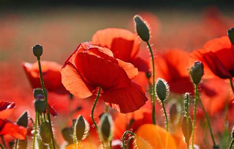 Wallpaper Blurred Background Red Poppies Poppy Field By