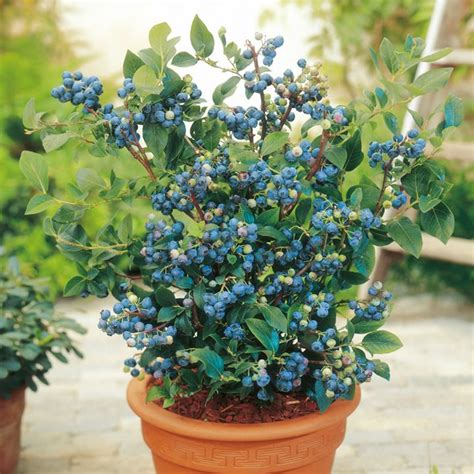 Pinkberry And Blueberry Growing Guide Suttons Gardening