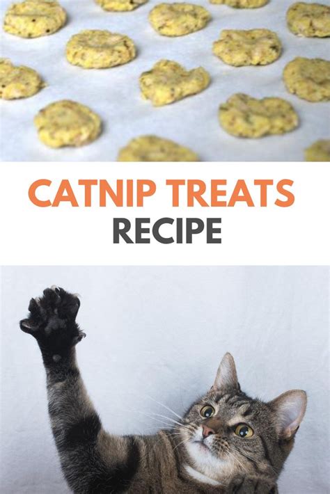 Catnip Treats Recipe Catnip Treats Pet Treats Cat Treats