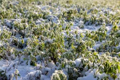 Premium Photo Green Grass Covered With Snow And Ice In Winter