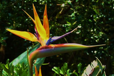 Strelitziathe National Flower Of South Africa Photograp Flickr