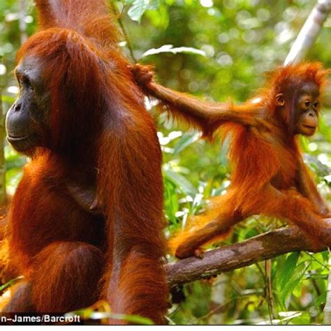 Tut And Tito Borneo Borneo Orangutan Sarawak