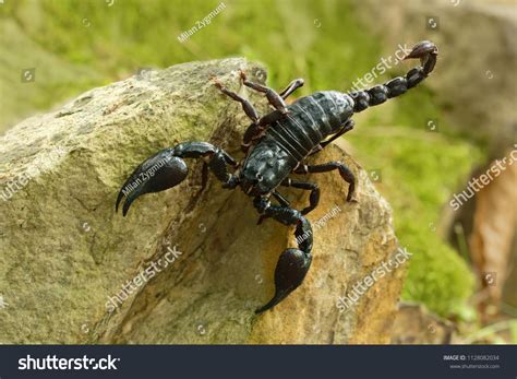 Emperor Scorpion Species Scorpion Native Rainforests Stock Photo