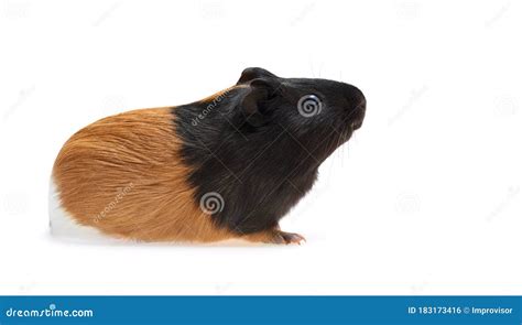 Guinea Pig Stands On Its Hind Legs Stock Photo