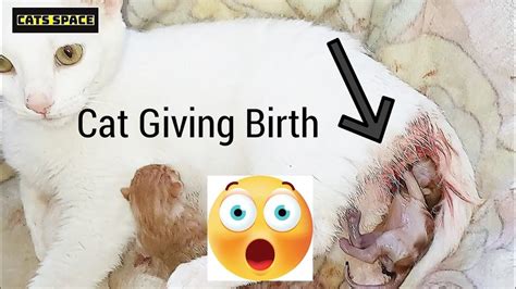 How To Help A Pregnant Cat Give Birth Silver Cat Giving Birth To 4