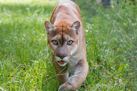 Cougar Puma Panther And Mountain Lion Swedbanknl