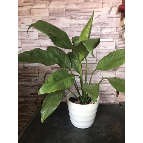 Peace Lily Indoor Plant Shopee Philippines