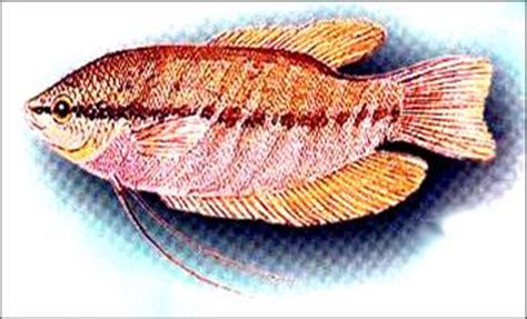 Nama saintifik ikan sepat siam. anaklaut: Nama Saintifik Ikan Airtawar
