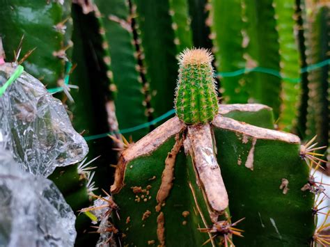 Secrets To Growing Cactus And Succulents Cactus Graft Updates The Unity