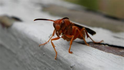 Red Paper Wasp I Do Sting And There Will Be Pain John C Akers Jr