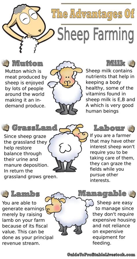 The Advantages Of Sheep Farming Infographic Facts