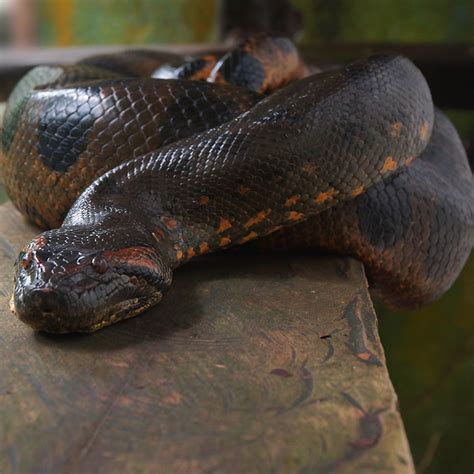 Anaconda Snake In Amazon River