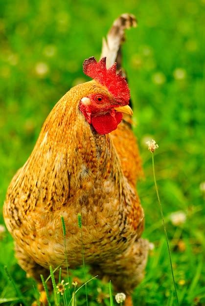 Premium Photo Cock Close Up On The Farm Green Grass Background