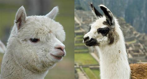 What Animal Looks Like A Llama Or Alpaca Rankiing Wiki Facts