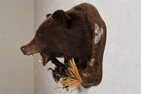 Siberian Brown Bear Taxidermy Head Shoulder Mount Mounted Stuffed