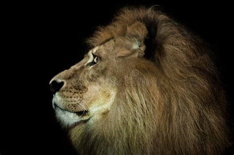 Majestic Lion Stock Photo Image Of Black Aloof Hunter 51907166