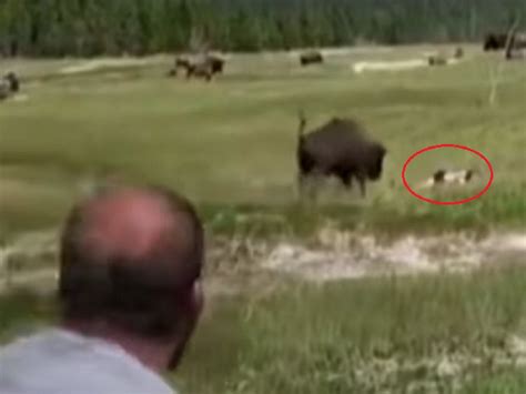 Woman Bison Attack Pants Lost Shocking Video Shows Bison Ripping Pants Off Woman Who Sat In