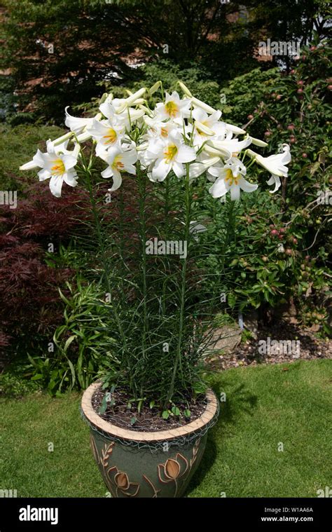 Heavily Scented White Lily Lilium Regale Album Stock Photo Alamy