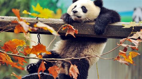 1920x1080 Resolution Panda Bear Branch 1080p Laptop Full Hd Wallpaper