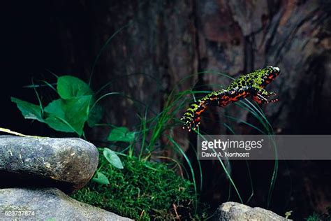 Fire Bellied Toad Photos And Premium High Res Pictures Getty Images