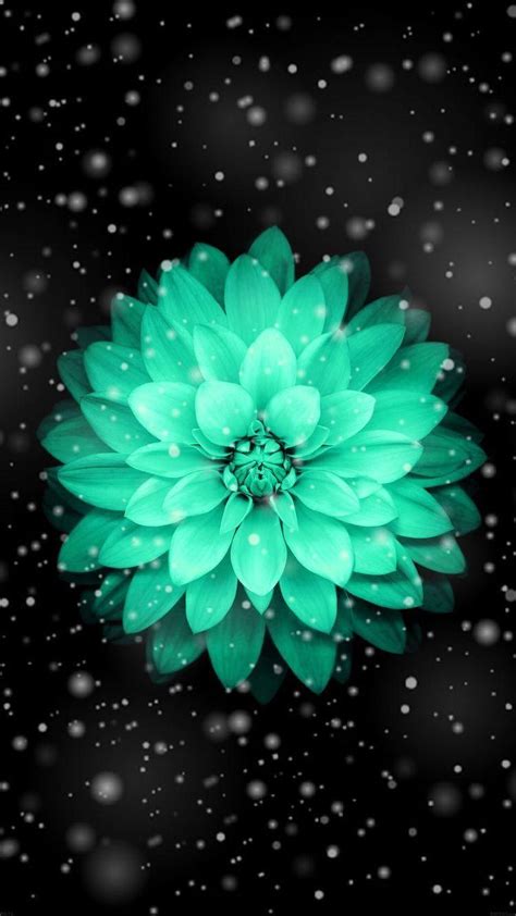 Turquoise Flower Wallpapers Top Free Turquoise Flower Backgrounds Wallpaperaccess
