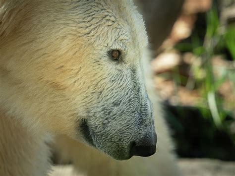 Portrait Of A Polar Bear In A Zoo Photograph By Stefan Rotter Pixels