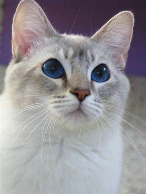 Lilac Lynx Point Siamese Cat British Shorthair