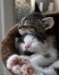 Image result for Cats Hugs